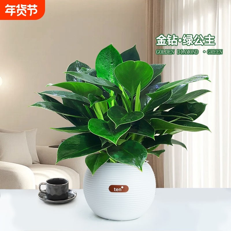 【大叶金钻蔓绿绒】室内桌面趣味清新绿植盆栽好养护花卉美观植物,鲜花速递/花卉仿真/绿植园艺,绿植,淘宝优惠券,粉丝福利购,淘宝优惠卷