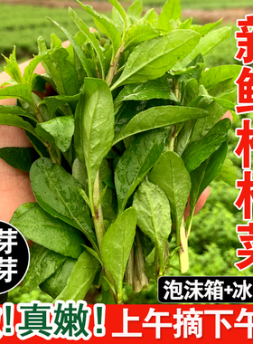 广西新鲜枸杞菜芽菜叶头野生可食用农家时令冷门蔬菜当季青菜批发