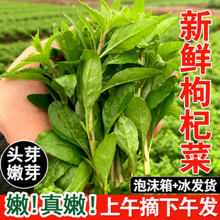广西新鲜枸杞菜芽菜叶头野生可食用农家时令冷门蔬菜当季 青菜批发