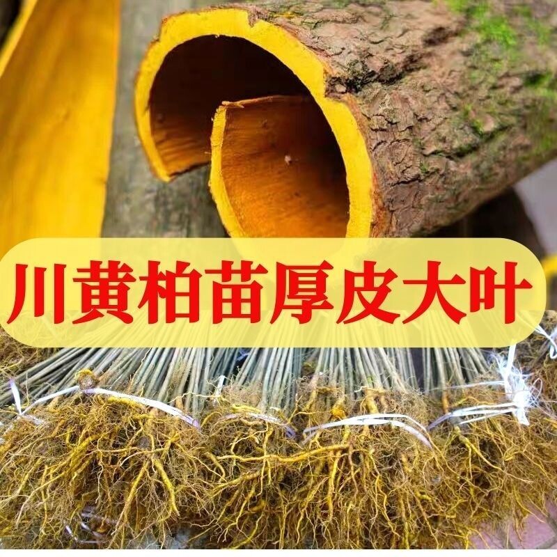 厚皮大叶黄柏四川发货正宗树苗黄白皮批发包邮柏树小苗