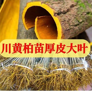 厚皮大叶黄柏四川发货正宗树苗黄白皮批发包邮柏树小苗