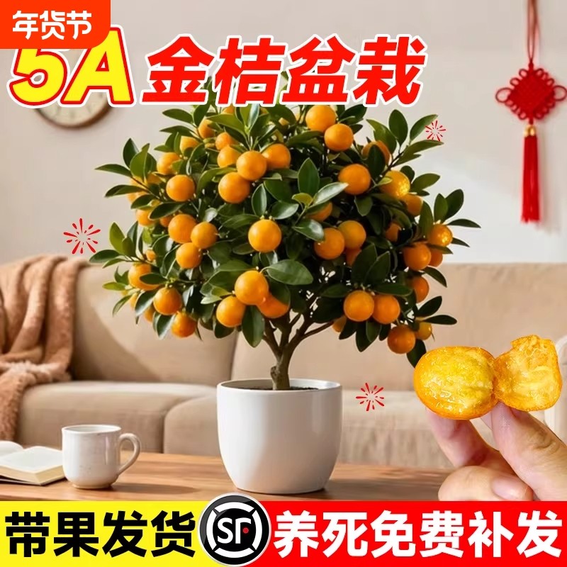 四季金桔树盆栽带果可食用小橘子树客厅室内好养花卉绿植盆景家里,鲜花速递/花卉仿真/绿植园艺,绿植,淘宝优惠券,粉丝福利购,淘宝优惠卷