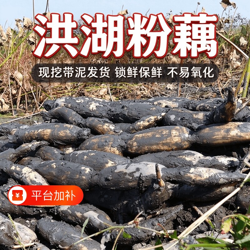 正宗洪湖粉藕新鲜现挖湖北特产蔬菜粉糯起沙煲汤莲藕老少都爱香甜
