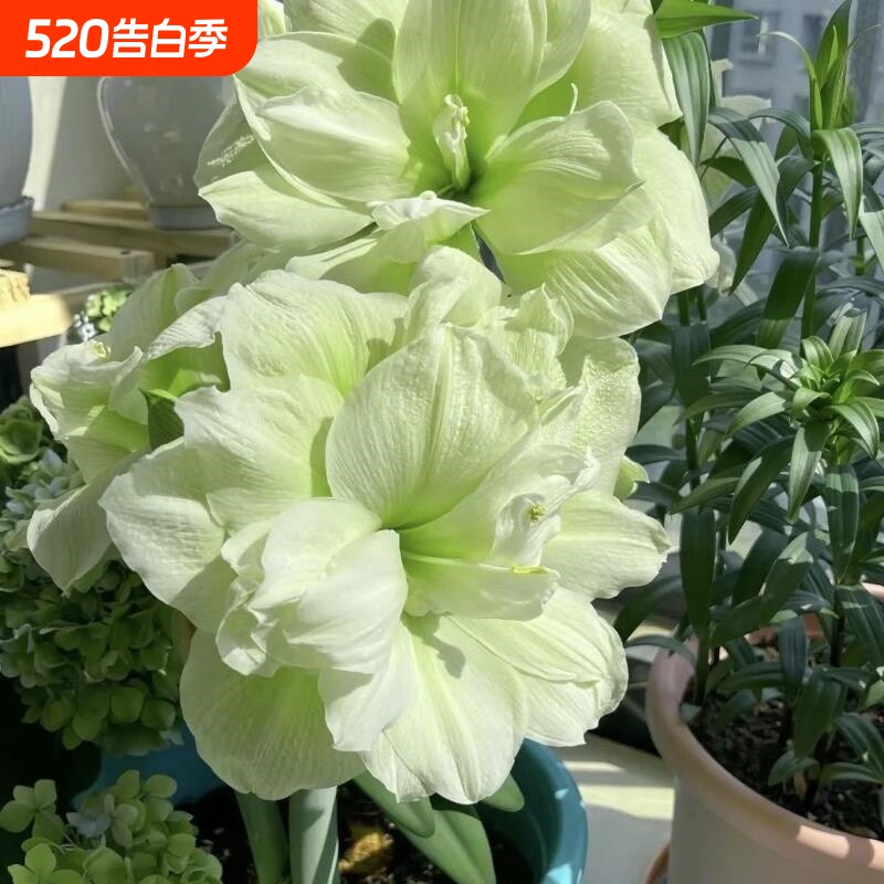【鸿运当头】朱顶红盆栽室内阳台花开耐寒耐热耐活多年生春季新品