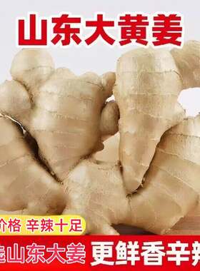 正宗山东生姜老姜新鲜农家大姜黄姜月子干姜姜块泡脚食用当季农场