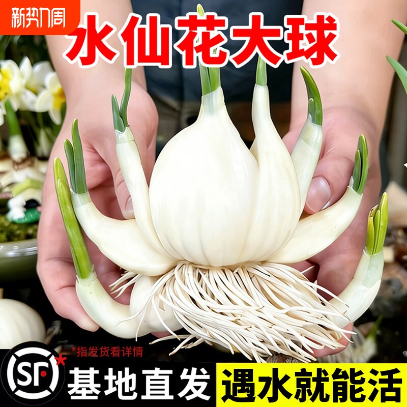 水仙花种球特大漳州重瓣水仙花水培好养盆栽种子室内室内植物花卉