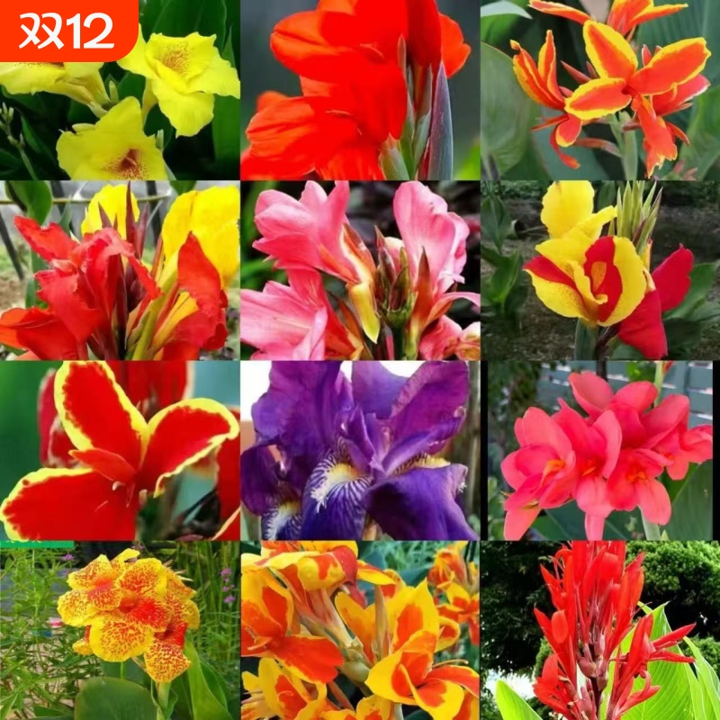 花园美人蕉花苗根绿观花草植物花卉盆栽基地直销四季客厅庭院