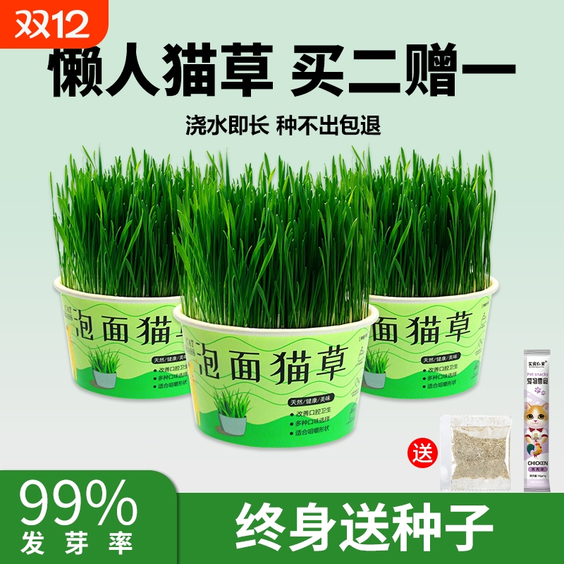 懒人猫草买二赠一终身送种子