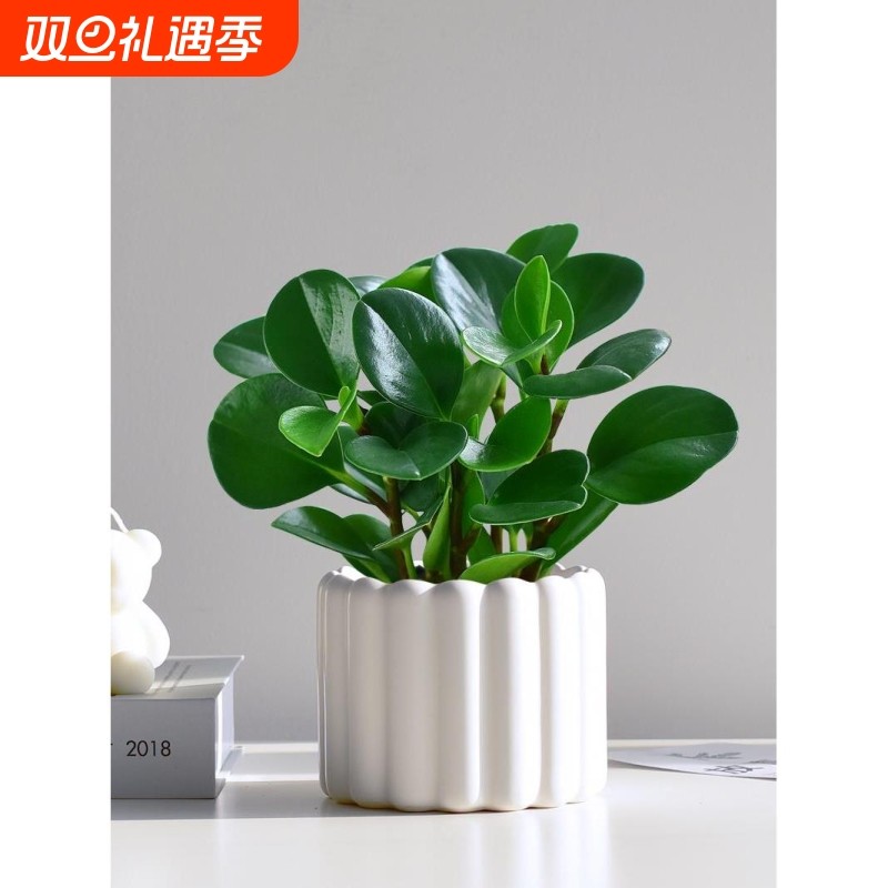 镜绿碧玉绿植小盆栽办公室内桌面装饰四季好养植物工位客厅卧室