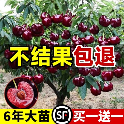 车厘子树苗樱桃树苖南方北方种植盆栽庭院果树苗矮化大樱桃苗嫁接
