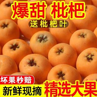 四川攀枝花米易五角星枇杷龙泉当季新鲜现摘发货甜攀枝花