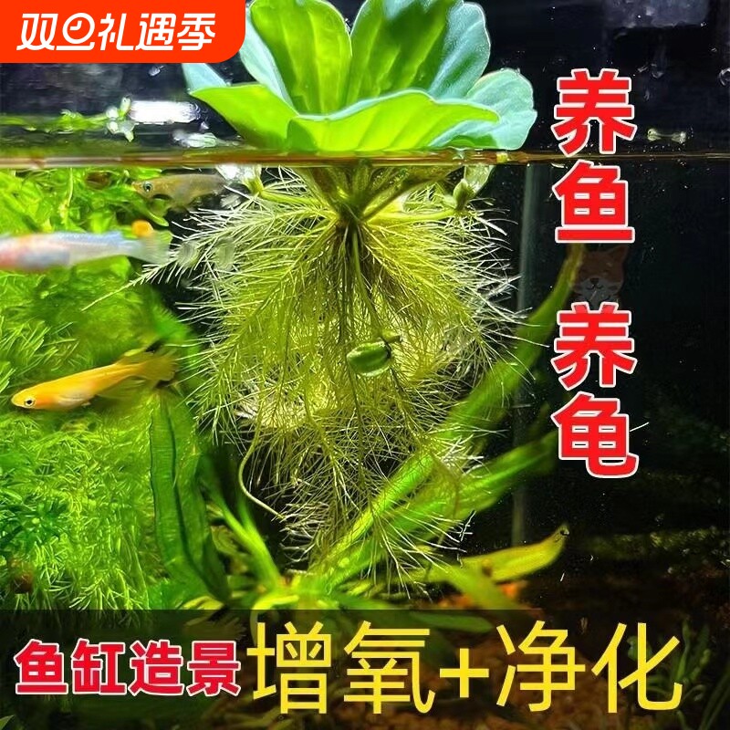 浮萍水草鱼缸造景水培水芙蓉水质乌龟古法水草缸增氧氧气养龟植物