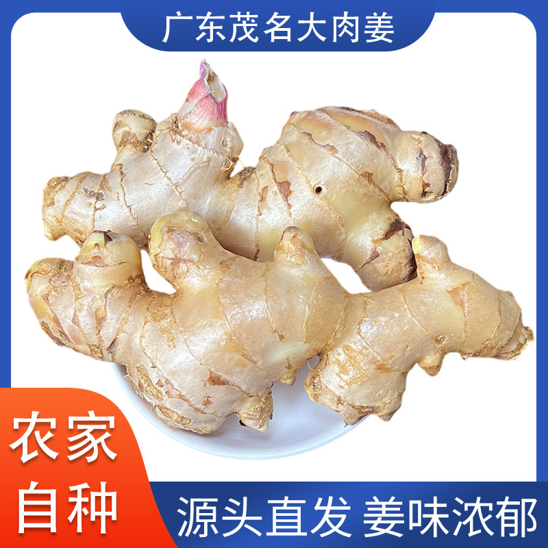 广东茂名大肉姜老姜生姜2025新鲜现挖大块姜老黄姜月子姜批发新货,水产肉类/新鲜蔬果/熟食,生姜/南姜,淘宝优惠券,粉丝福利购,淘宝优惠卷