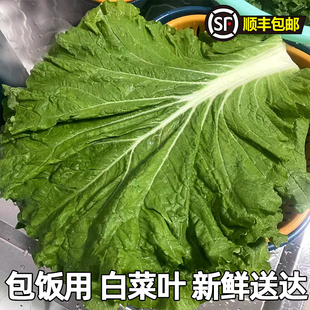 发顺丰东北农家新鲜大白菜叶菜叶子新鲜现摘蘸酱菜蔬菜饭包专用