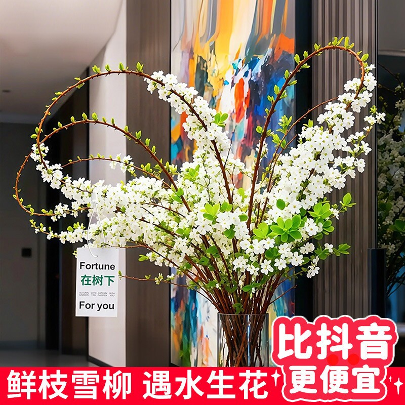 雪柳清仓大甩卖！别等卖完了后悔