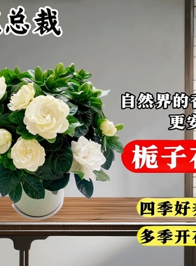 栀子花盆栽带花苞四季开浓香型花卉树苗香水老桩大叶阳台植物好养