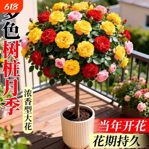 棒棒糖树桩月季盆栽四季开花植物浓香嫁接树状月季花树苗特大花卉