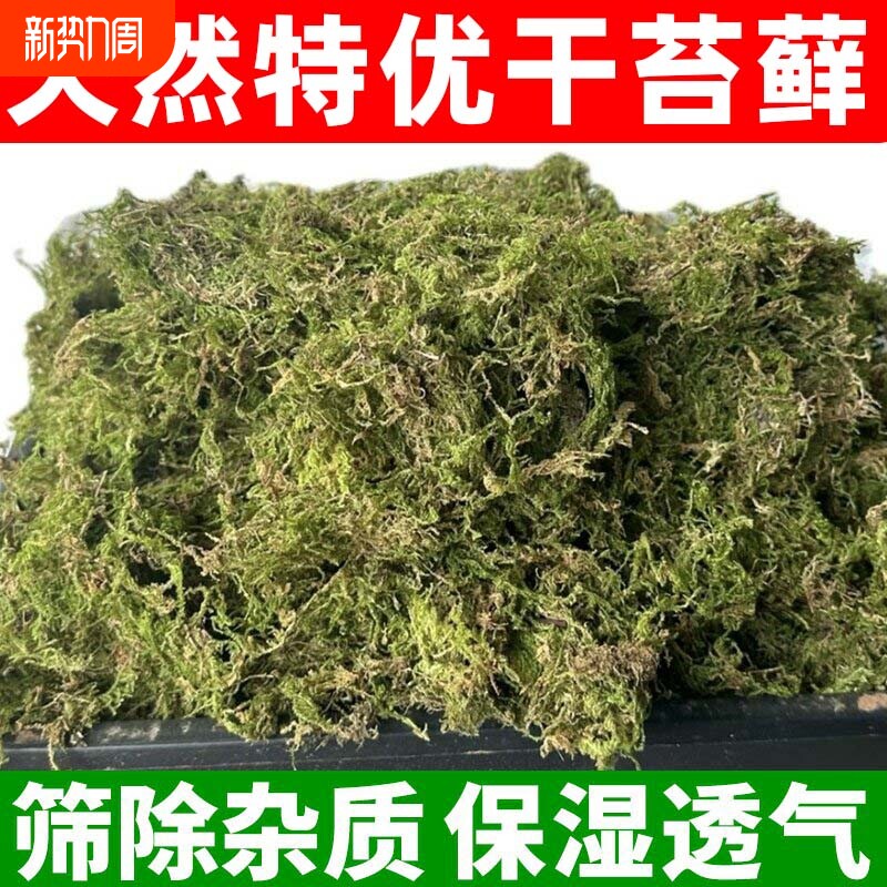 新鲜干苔藓蝴蝶兰花专用水苔青苔铁皮兰花种植育苗营养土爬宠垫材