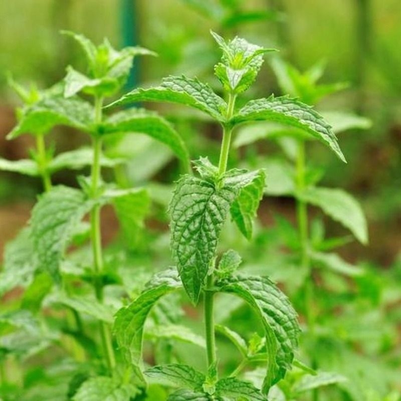 可食用薄荷种子留兰香柠檬苗猫薄荷四季室内阳台盆栽蔬菜籽子种植