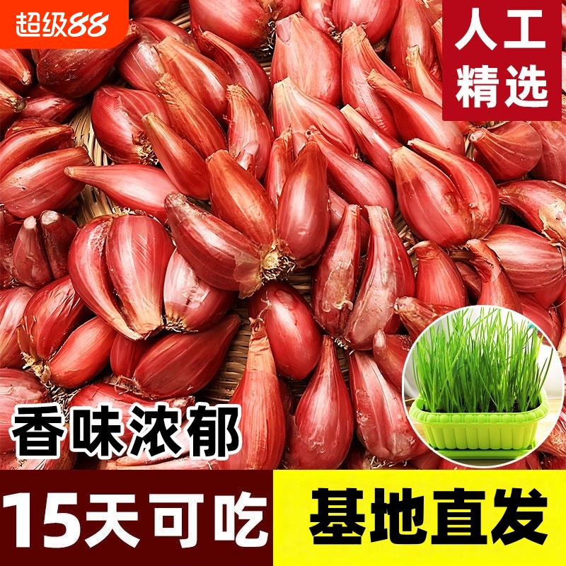 四季小香葱葱种子种头四川葱种种籽小葱葱头红葱本地火葱头种批发