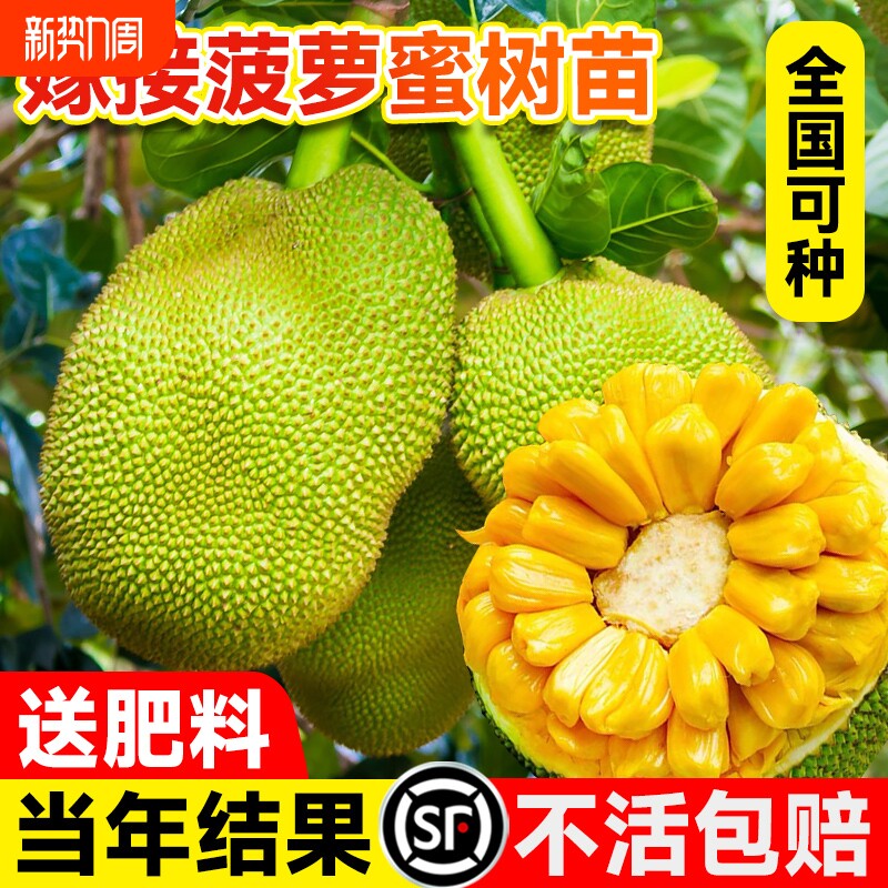 菠萝蜜树树苗嫁接果树果苗四季水果苗盆栽种苗耐寒榴莲种植红肉