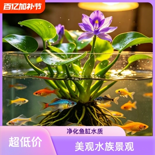 凤眼莲水葫芦水芙蓉水浮莲观赏水生植物鱼池塘鱼龟缸污水净化水草