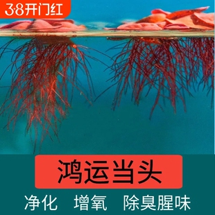 红毛丹苗水生植物水浮莲水培池塘鱼缸造景增氧净化水质水培花卉
