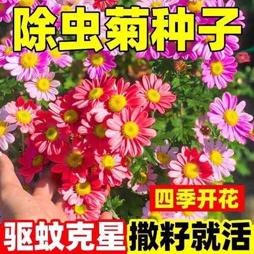 除虫菊花种籽子驱蚊草驱虫菊种子
