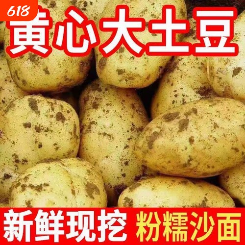 云南正宗新黄皮大土豆黄心洋芋现