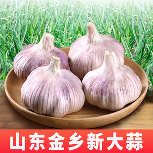 山东金乡干蒜新鲜紫皮大蒜头2斤农家自种5斤大蒜种子批发10斤种籽