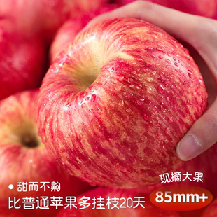正宗陕西洛川红富士苹果应季 脆甜多汁特级陕西洛川当地平安果整箱