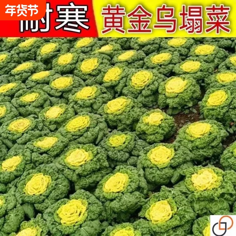 黄心乌塌菜种抗热耐寒黄心菜种菊花心菜籽种易种黄金乌蔬菜籽种,鲜花速递/花卉仿真/绿植园艺,家庭园艺种子,淘宝优惠券,粉丝福利购,淘宝优惠卷