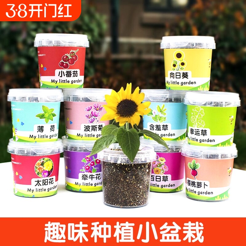 儿童种植小盆栽太阳花向日葵花种籽子幼儿园小学生植物生长观察盒