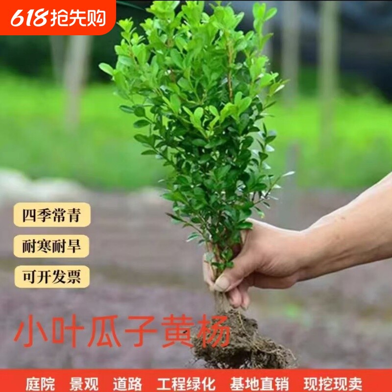 黄杨树苗黄杨苗庭院绿篱植物小叶冬青苗绿化耐寒篱笆精品耐旱景观