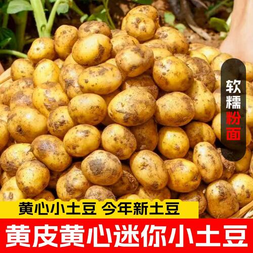 恩施小土豆新鲜现挖黄心