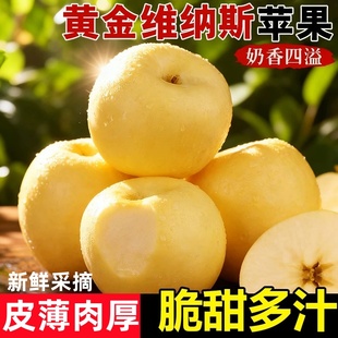 山东黄金维纳斯苹果新鲜水果奶油黄富士冰糖心黄苹果孕妇脆甜水果