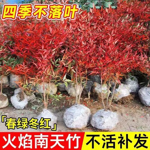 火焰南天竹盆栽室内植物