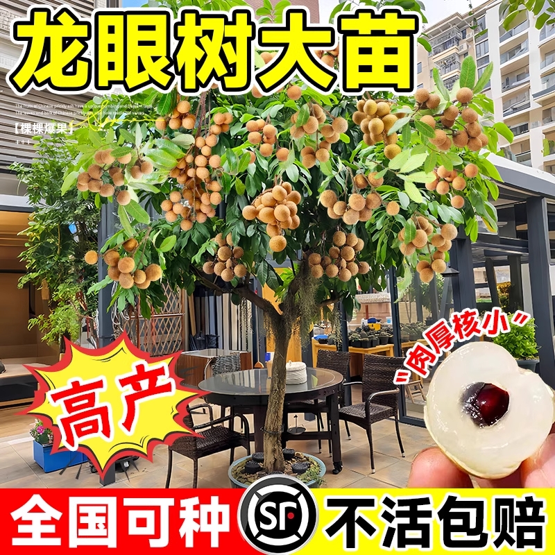 特大嫁接龙眼果树苗四季可种