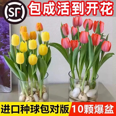 郁金香种球水培花卉土养植物室内观赏花四季好活盆栽苗鲜花种籽子