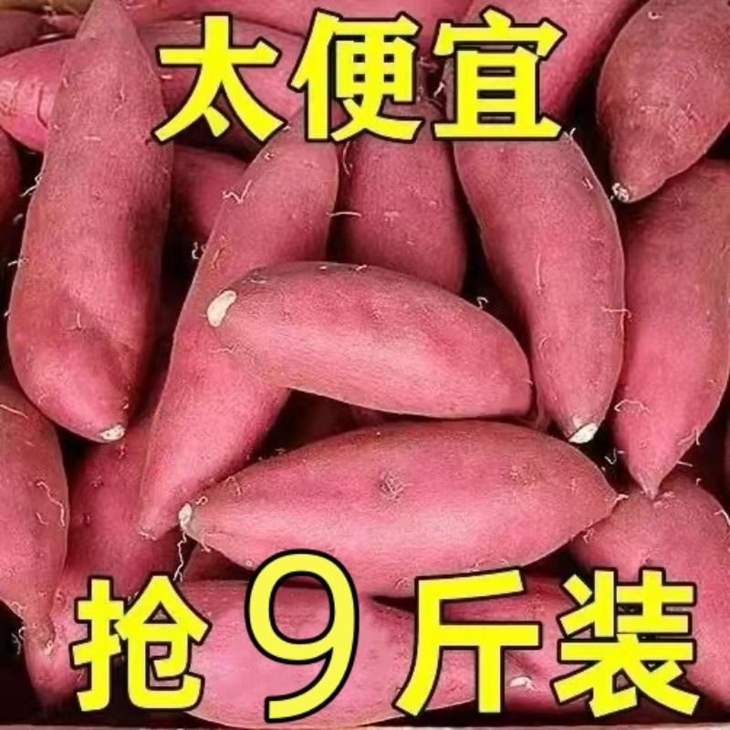 河南沙地龙九蜜薯红薯新鲜9斤番薯农家现发烤地瓜山芋蔬菜黄心