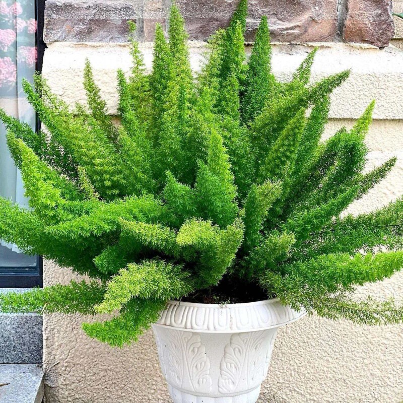 四季造景养九尾狐花卉庭院花园室内狐尾植物盆栽绿植客厅阳台观叶