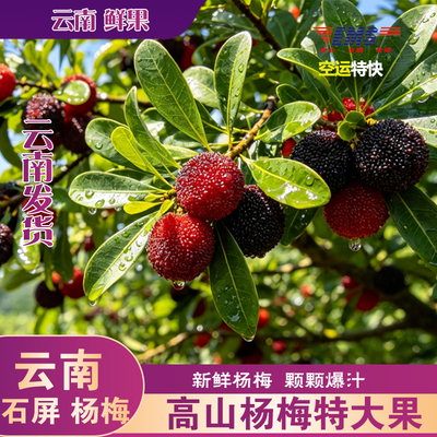 正宗石屏高山杨梅果香浓郁风味