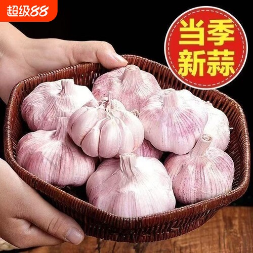 自家好品质紫皮大蒜头干蒜