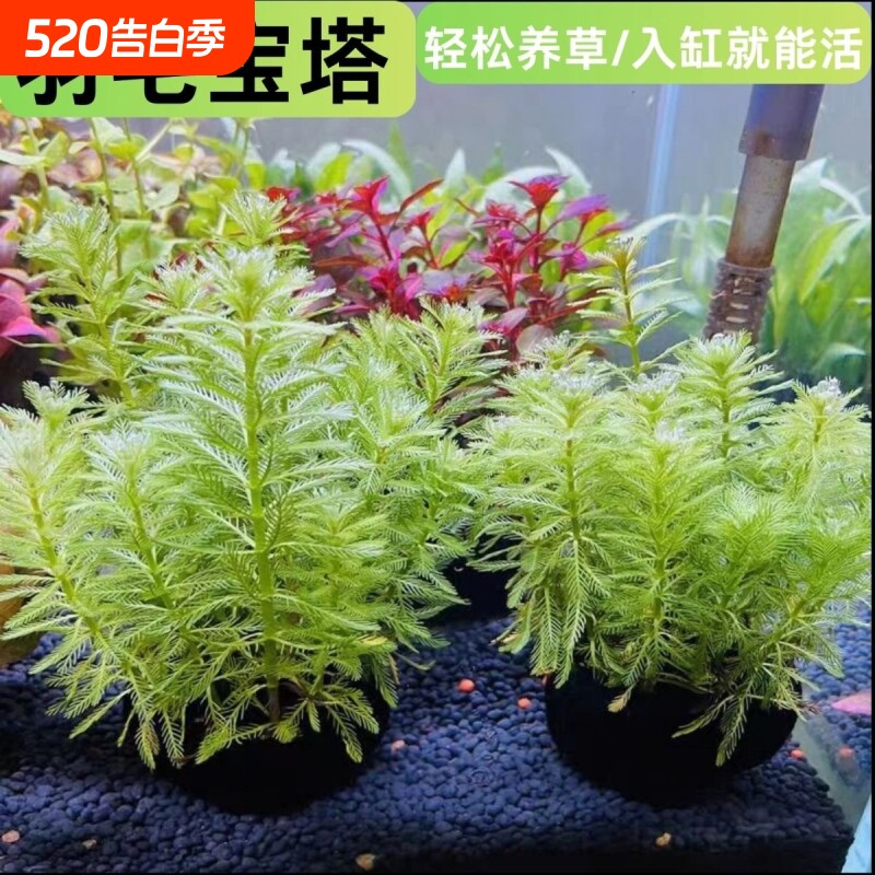 狐尾藻坨草水草鱼缸水草造景鱼草缸绿植活净水懒人养鱼淡水羽毛