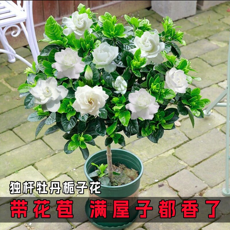 栀子花盆栽花卉植物室内四季开花大叶带花苞绿植大树苗桌面好物