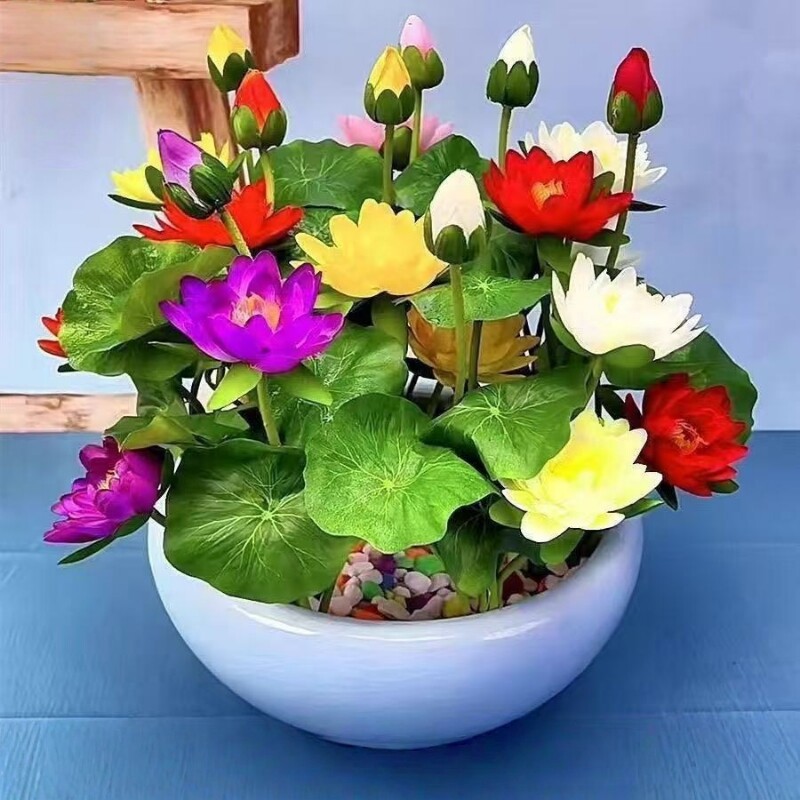 碗莲种子水培植物花卉室内花好养四季种子籽水养荷花盆栽客厅睡莲