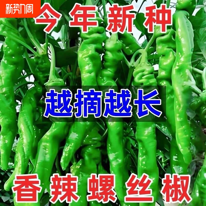 正宗螺丝椒辣椒种子高产香辣特大辣椒螺丝椒薄皮阳台盆栽蔬菜种子