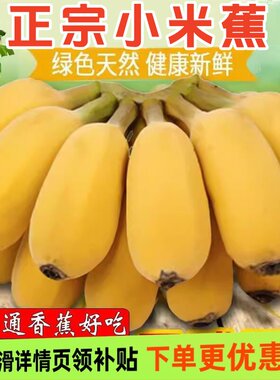 正宗小米蕉当季新鲜水果包邮香蕉饱满香甜圆润批发苹果自然熟