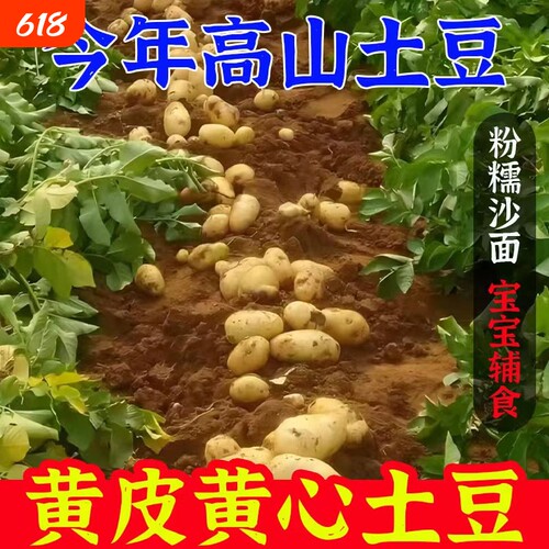 新鲜土豆农家黄心黄皮
