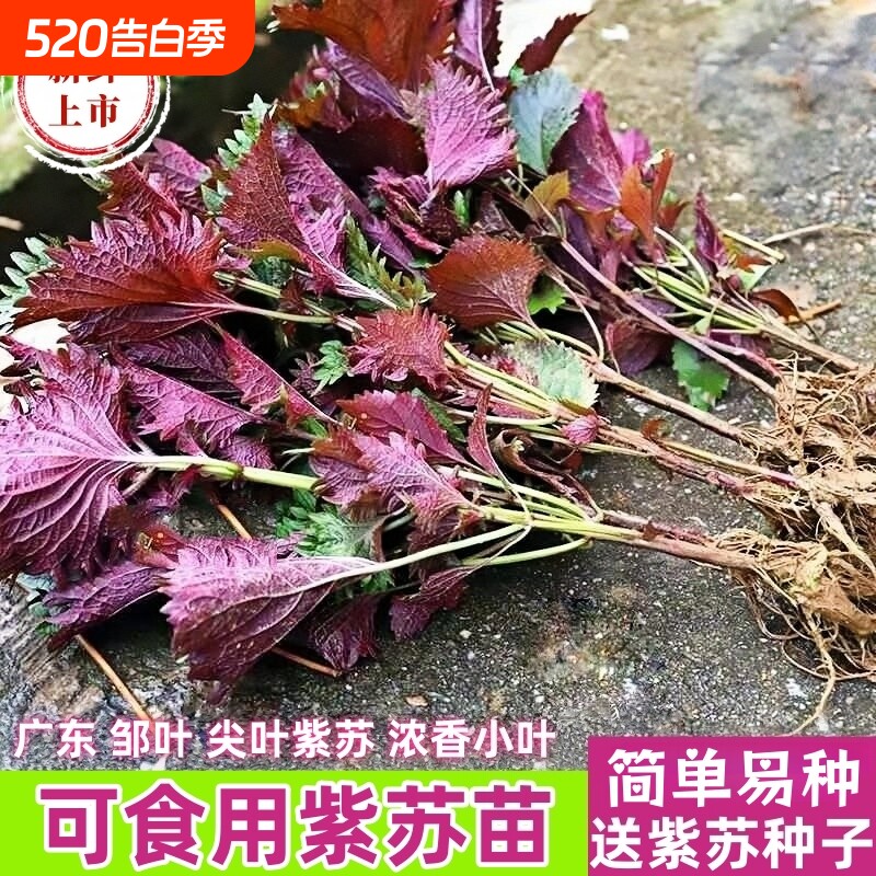 广东邹叶鸡冠紫苏叶现摘现发紫苏幼苗庭院盆栽可食用鸡冠紫苏新鲜